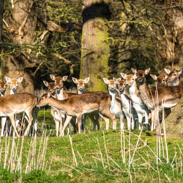Damwild in den Wäldern am Holkham Park, nahe der Nordküste von Norfolk, Norfolk, East Anglia, England, Vereinigtes Königreich, Europa