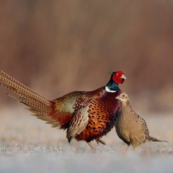 Pheasant