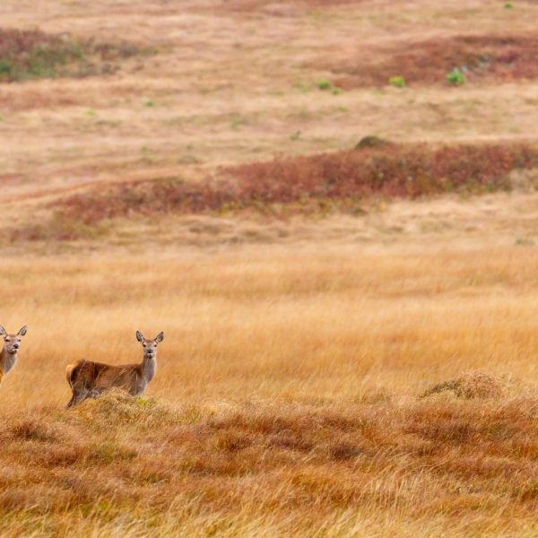 Two red deer standing on moorland on Jura, Scotland