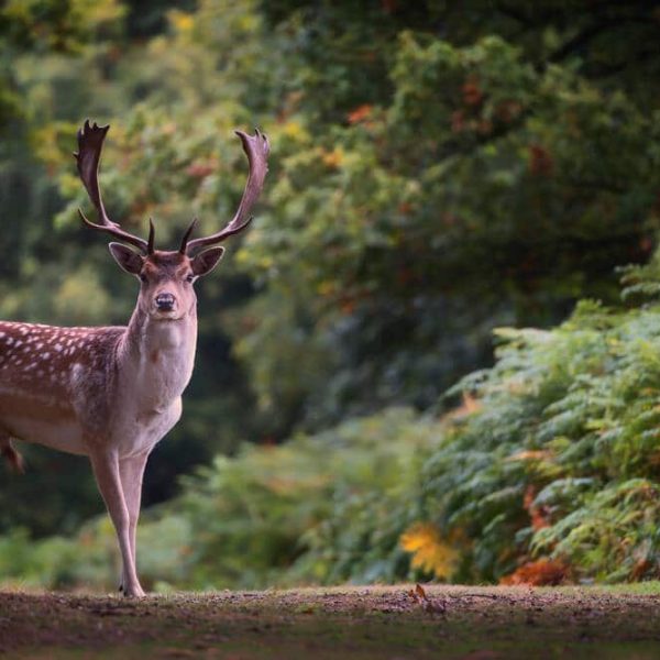 fallow-deer-in-an-autumnal-forest-england
